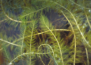 Image of Milfoil and Yellow Flag Iris
